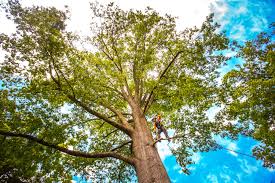 Why Choose Our Tree Removal Services in Rankin, TX?